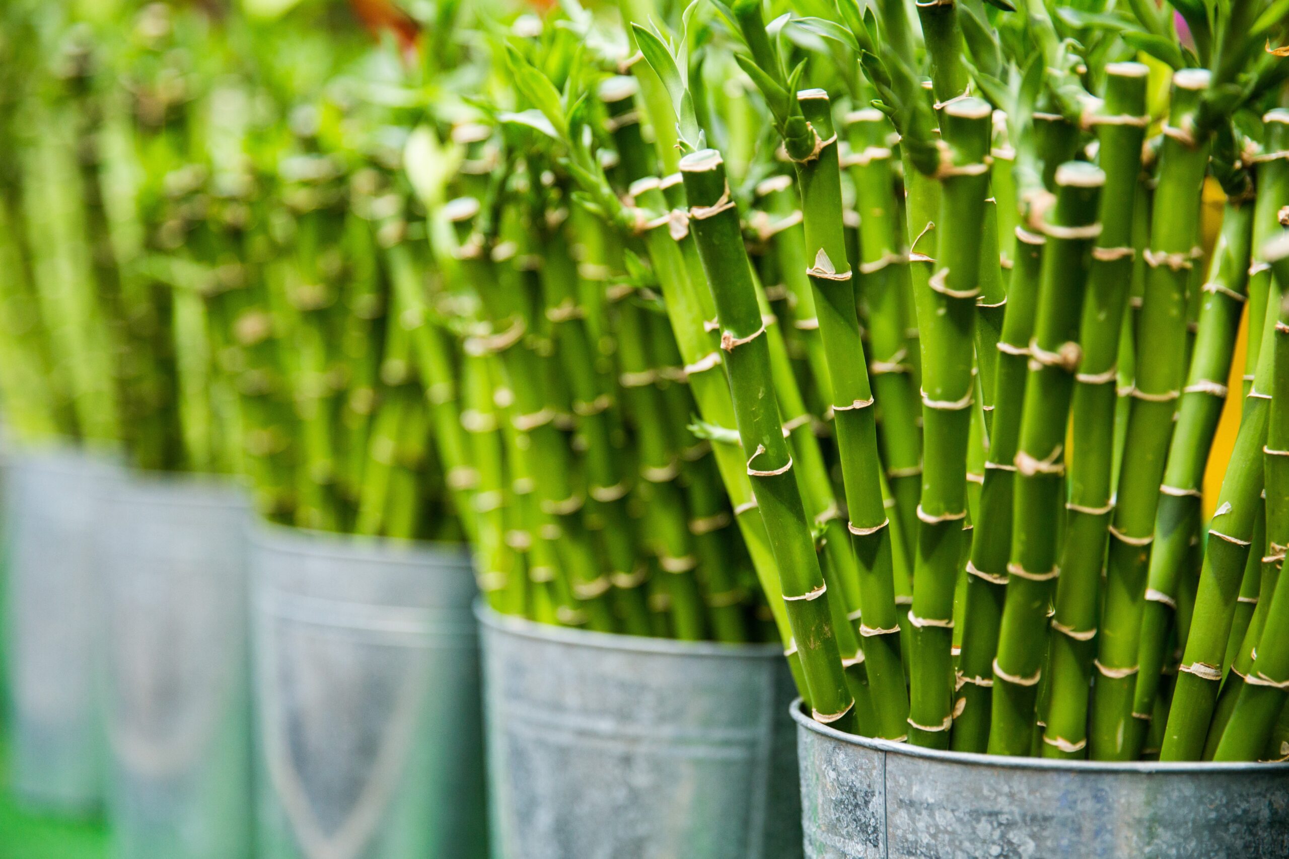 Plantes d'ornements à feuillage persistant