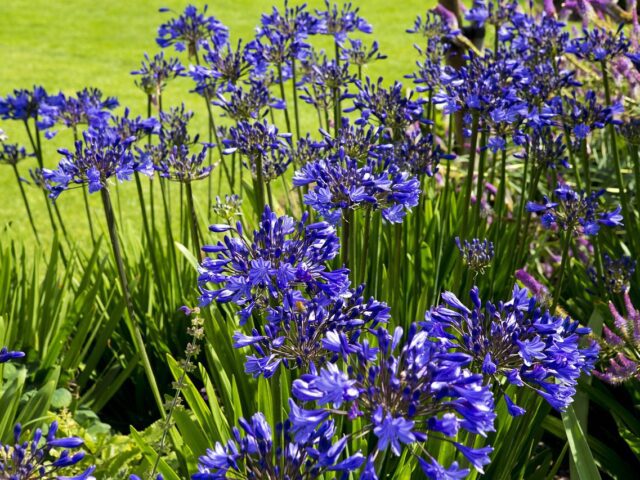 Plantes d’ornements à feuillage persistant