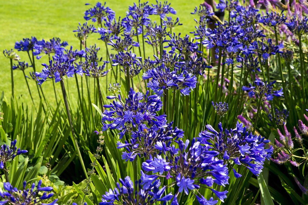 Plantes d’ornements à feuillage persistant