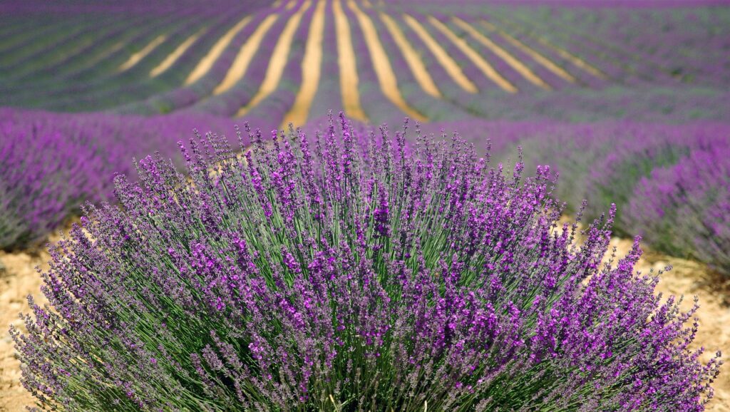 Plantes d'ornements à feuillage persistant