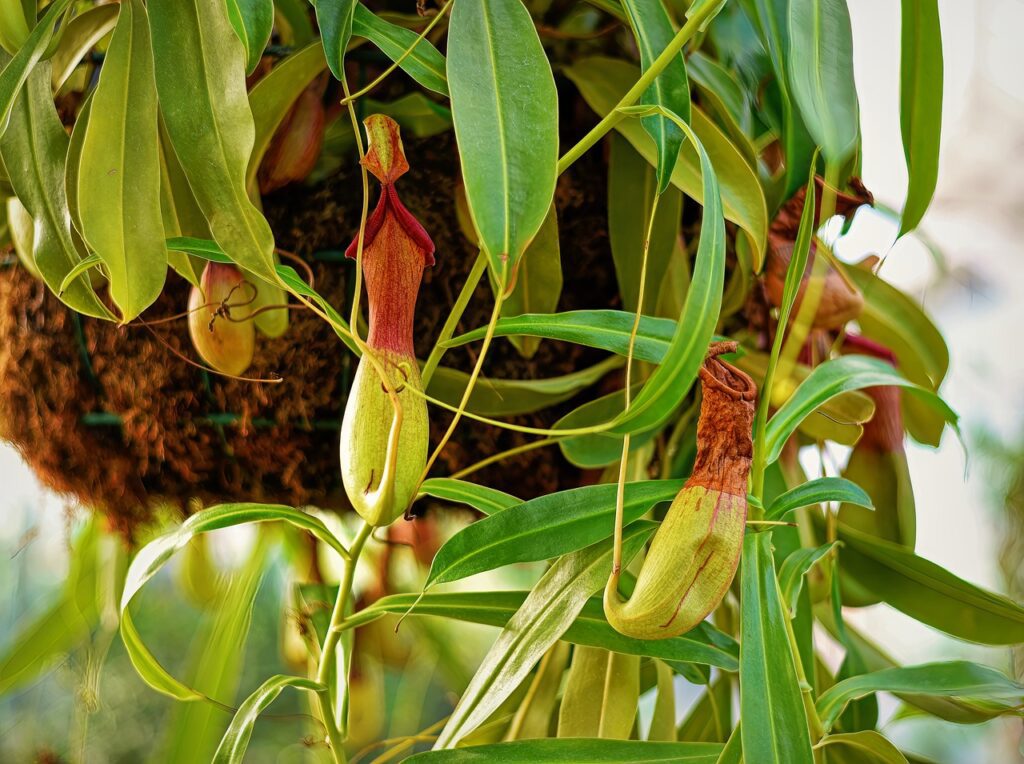 Plantes carnivores