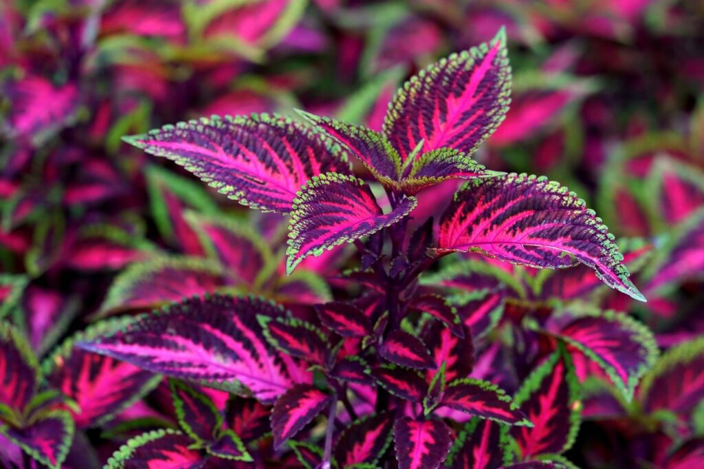 Plantes d'ornements à feuillage persistant