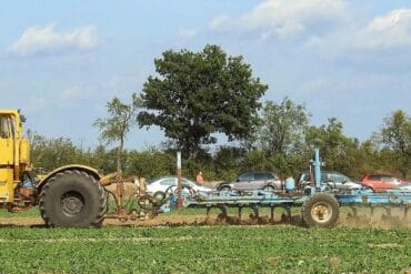 Plantes d’ornements à feuillage persistant : 6 magnifiques !
