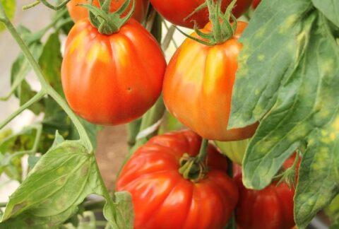 Maladies et ravageurs de la Tomate