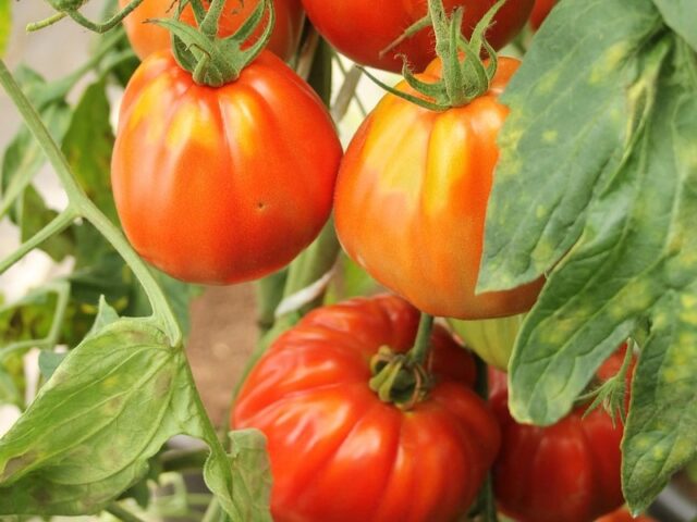 Maladies et ravageurs de la Tomate