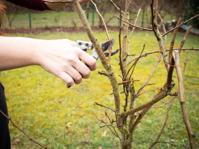 Taille de fructification et d'entretien des arbres fruitiers