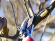 Taille des arbres fruitiers