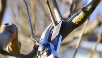 Pruning fruit trees