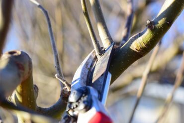 Entretien des jardins en hiver : 3 périodes importantes.