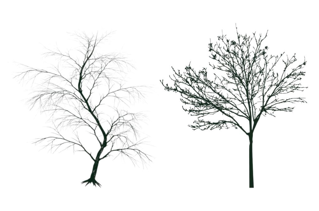 Taille des arbres fruitiers