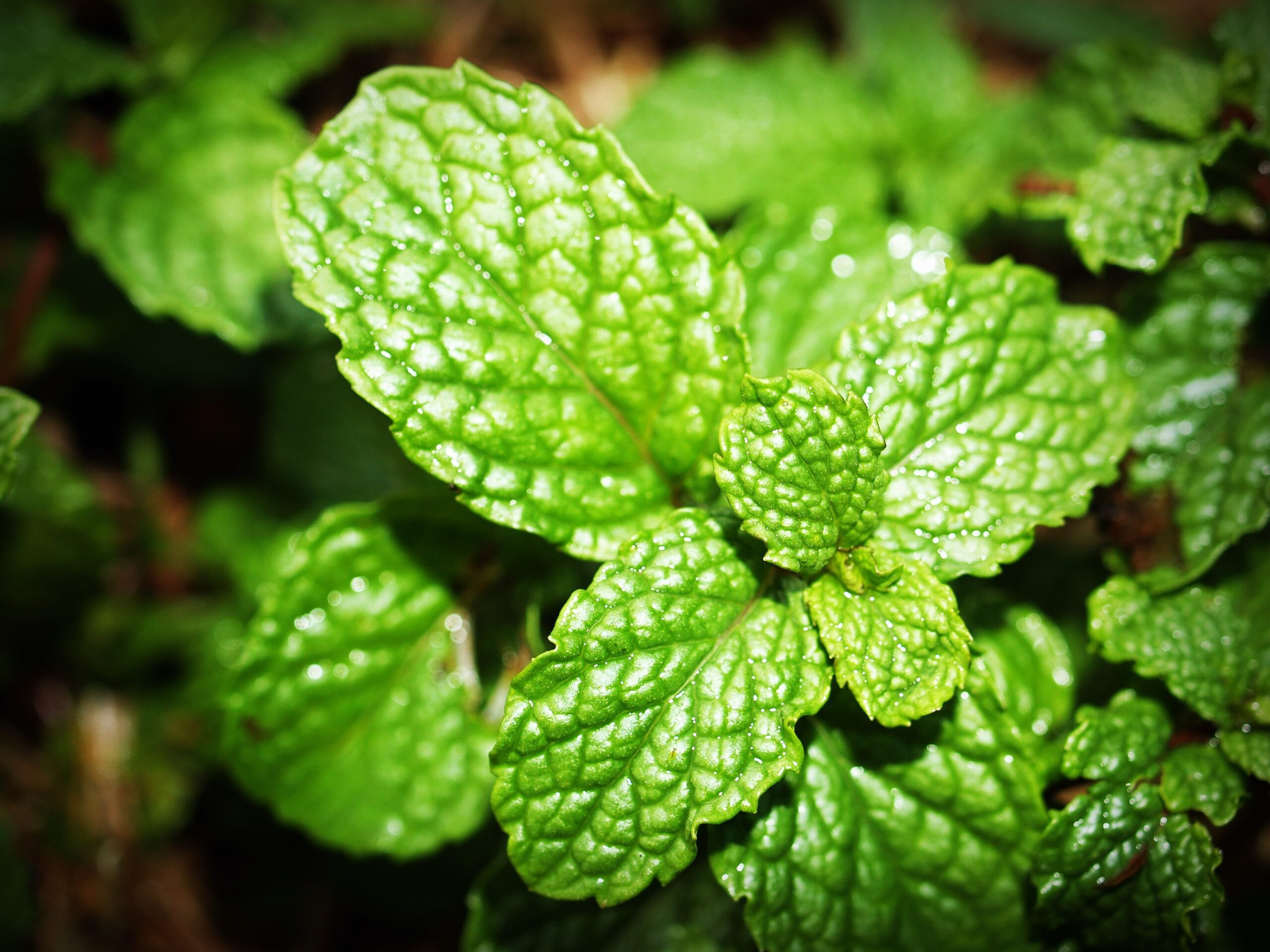 Plantes répulsives des insectes