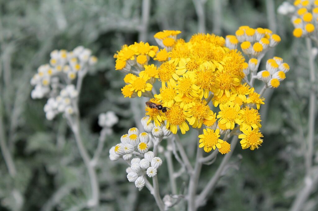 Plantes répulsives des insectes