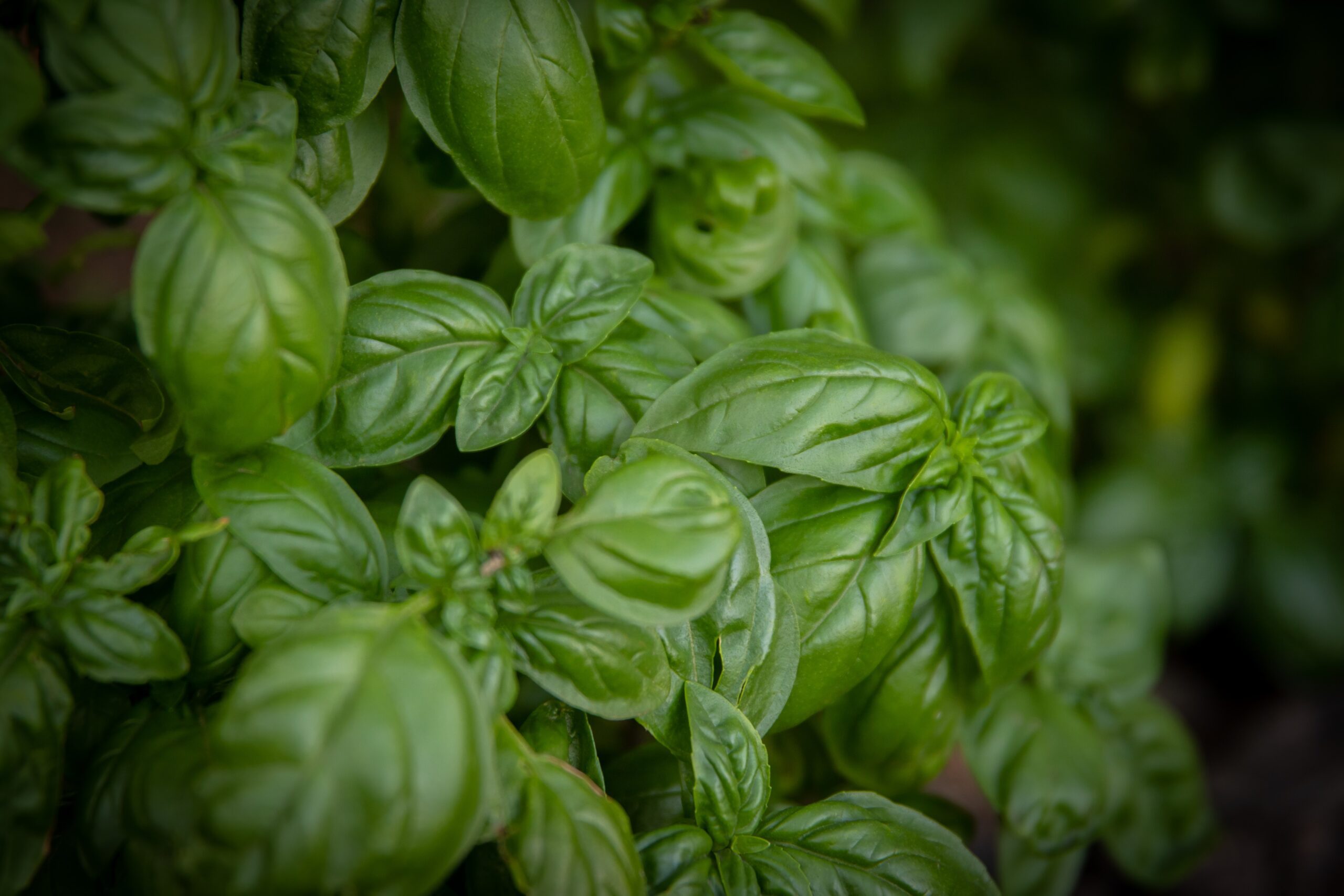 Plantes répulsives des insectes