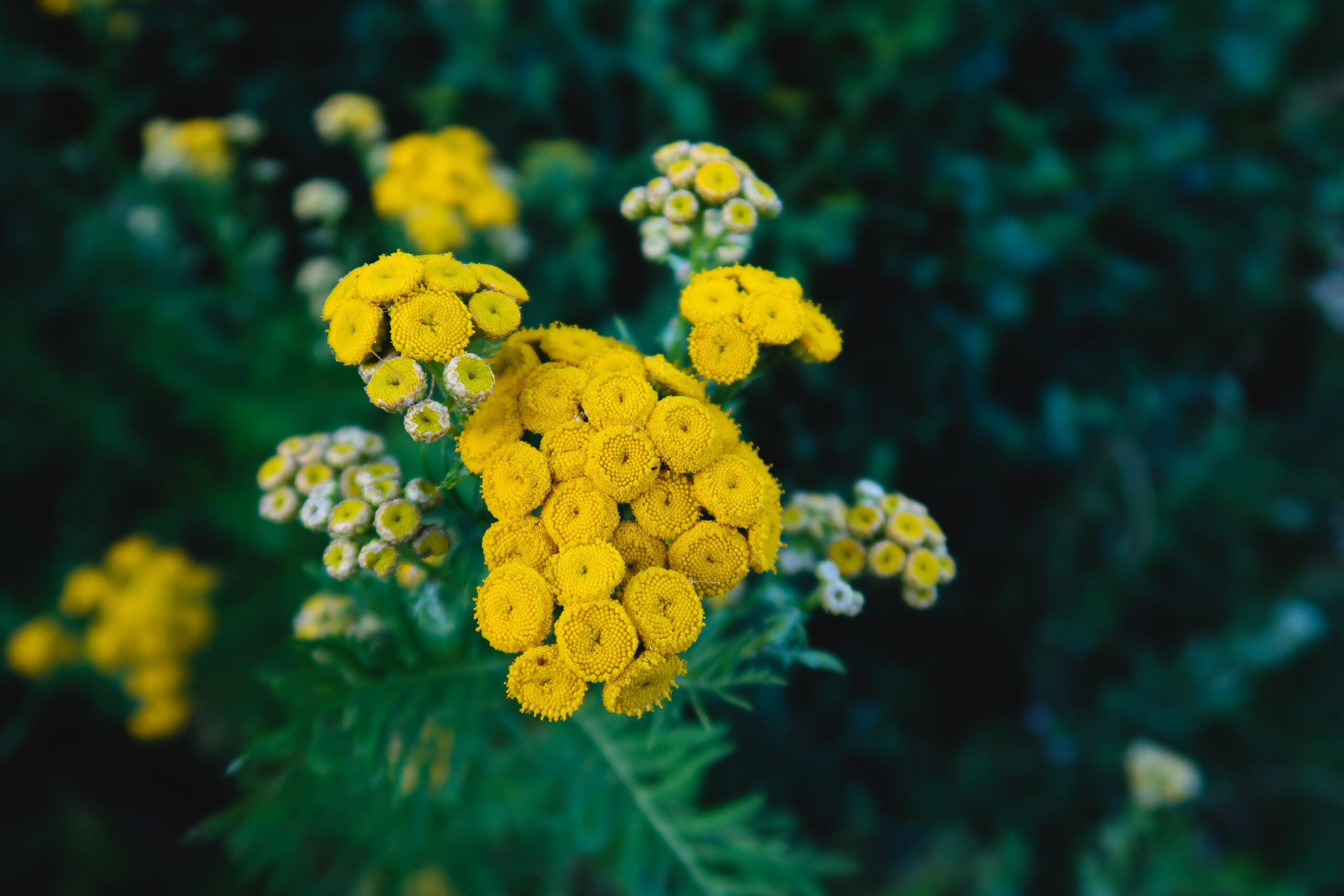 Plantes répulsives des insectes