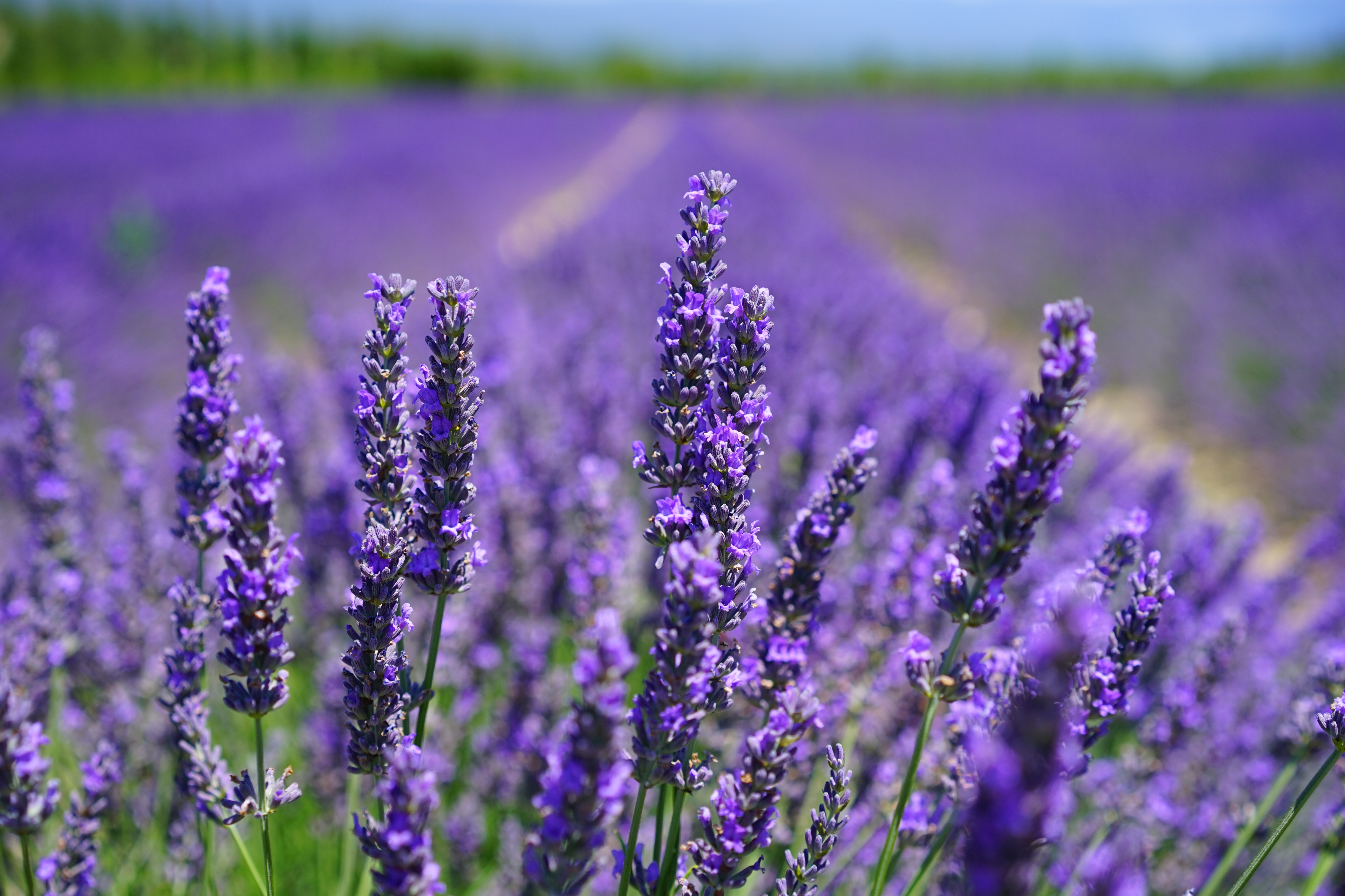 Plantes répulsives des insectes