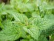 Lutte phytosanitaire naturelle aux jardins