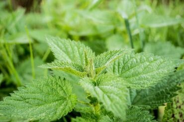 Évapotranspiration (ET) : 2 moyens importants d’estimation