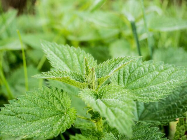 Lutte phytosanitaire naturelle aux jardins