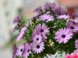Opérations de jardinage en été