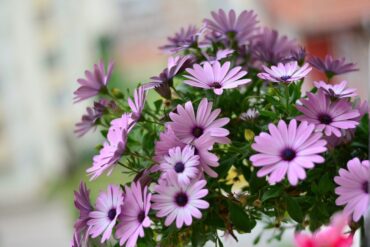 Effeuillage des plantes : 6 conseils nécessaires à savoir.