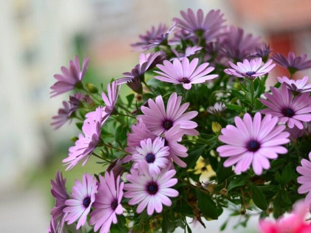 Opérations de jardinage en été
