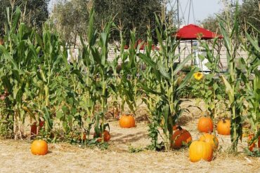 Fertilisation naturelle d’un jardin : 4 exemples efficaces.