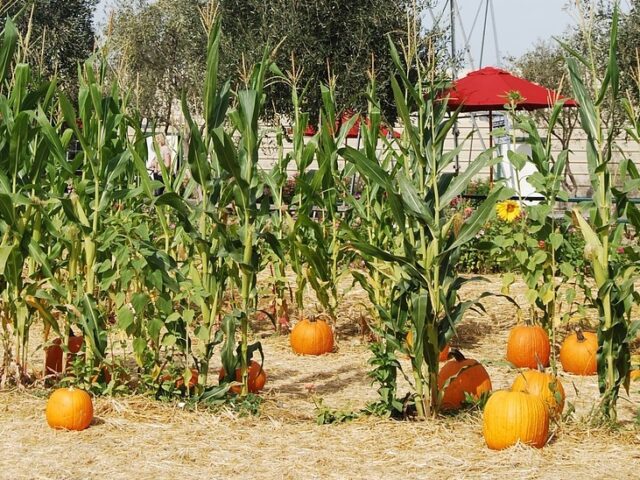 Brises vent en agriculture
