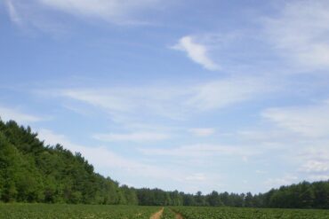 Plantes bénéfiques aux jardins : types, rôles et exemples.