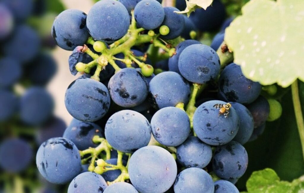 Cératite ravageuse des cultures