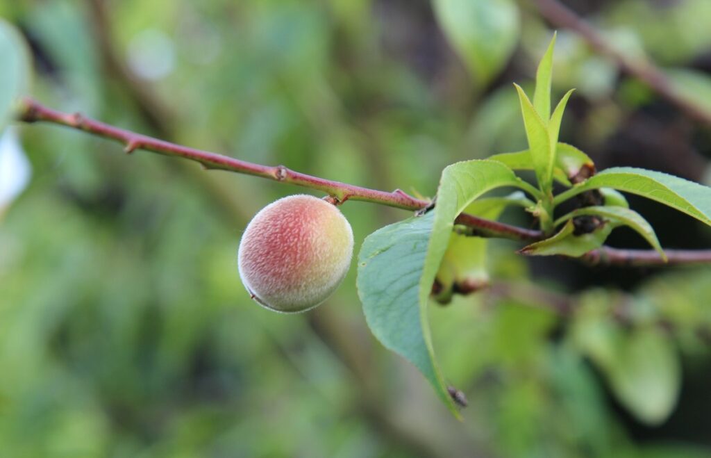 Cératite ravageuse des cultures