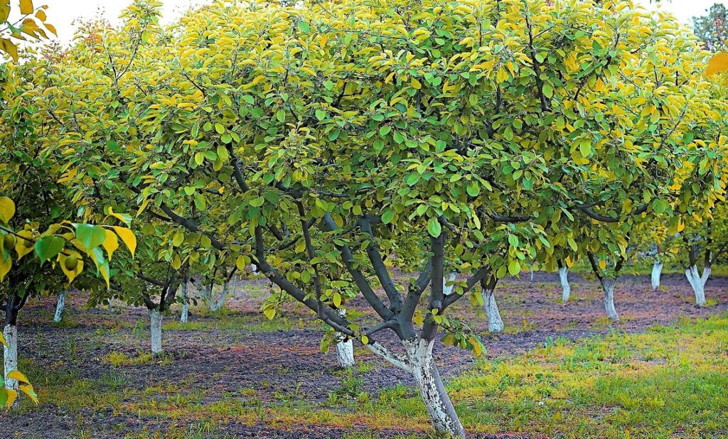Traitements d'hivers des arbres fruitiers