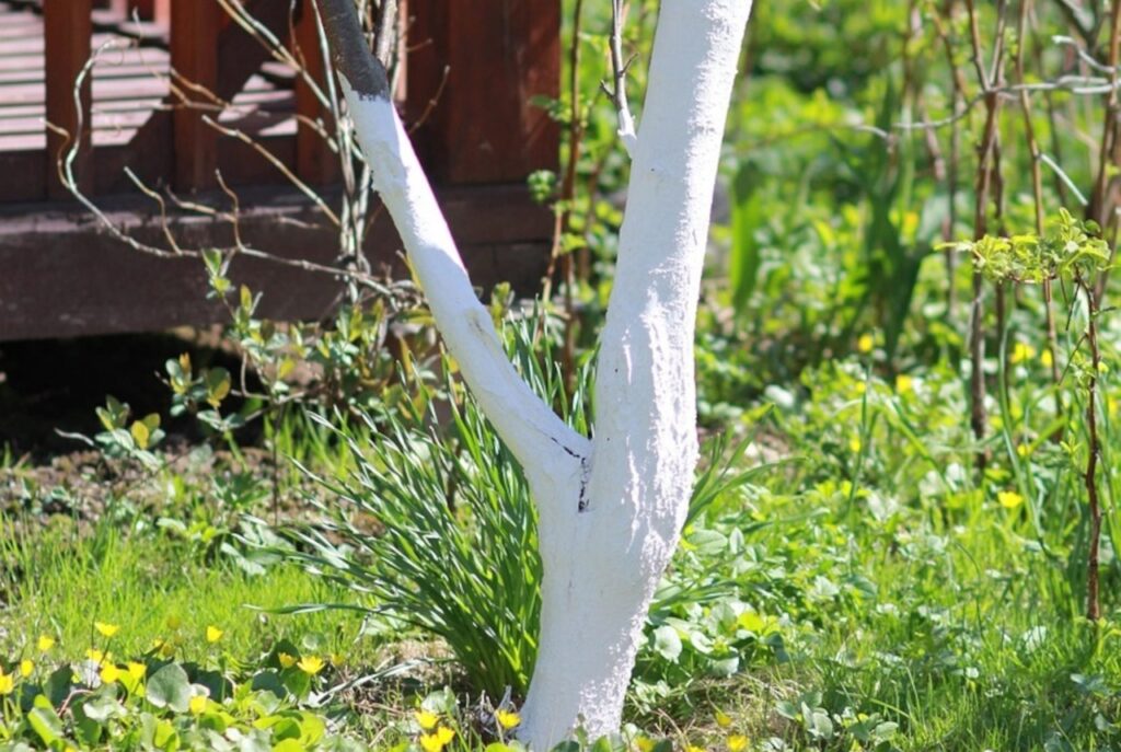 Chaux au jardin