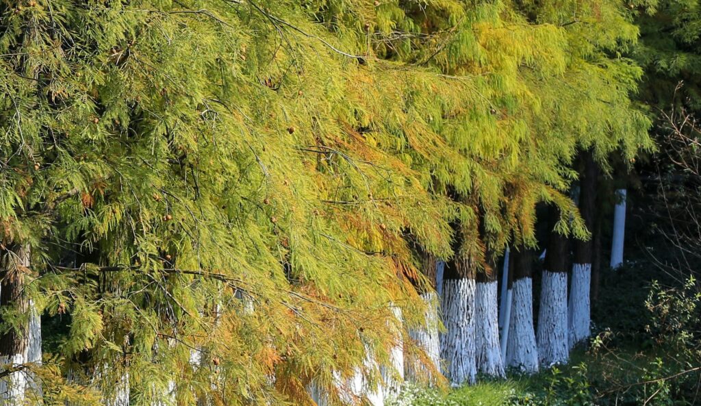 Chaux au jardin
