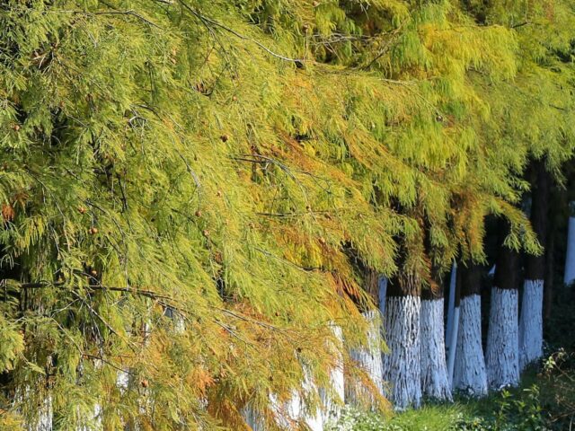 Chaux au jardin