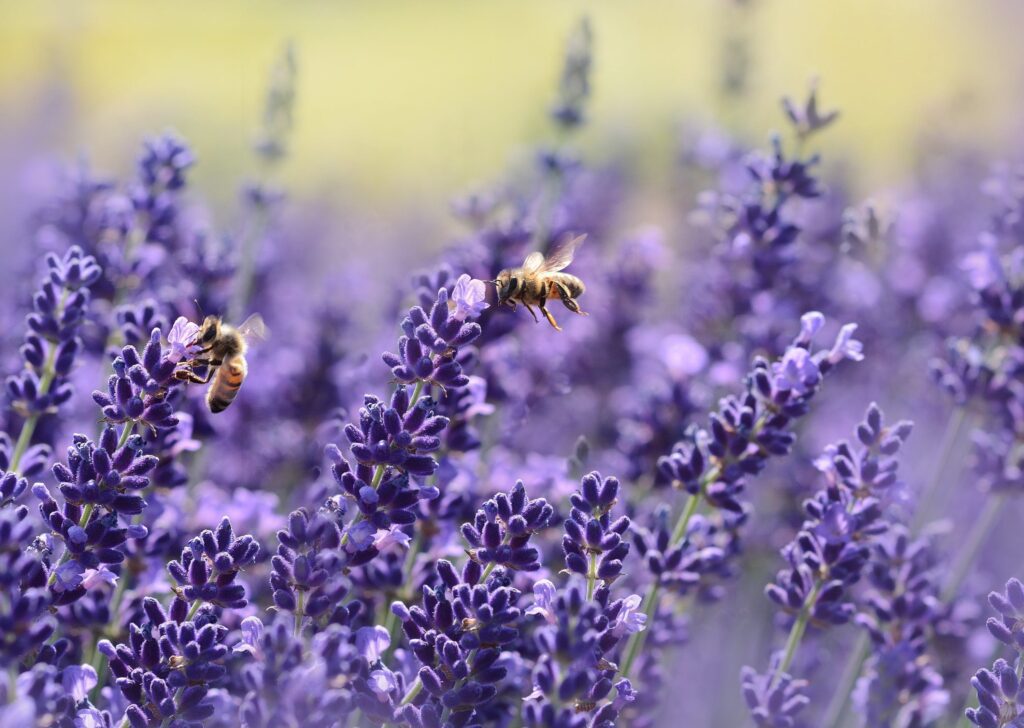 Plantes bénéfiques aux jardins