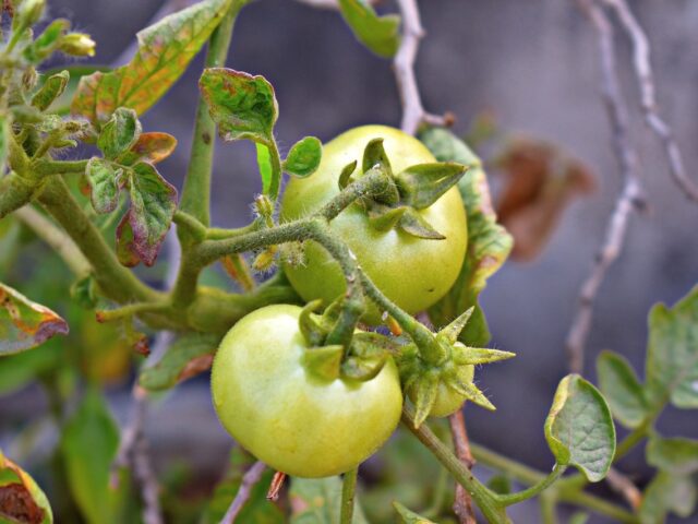 Calcium dans la plante