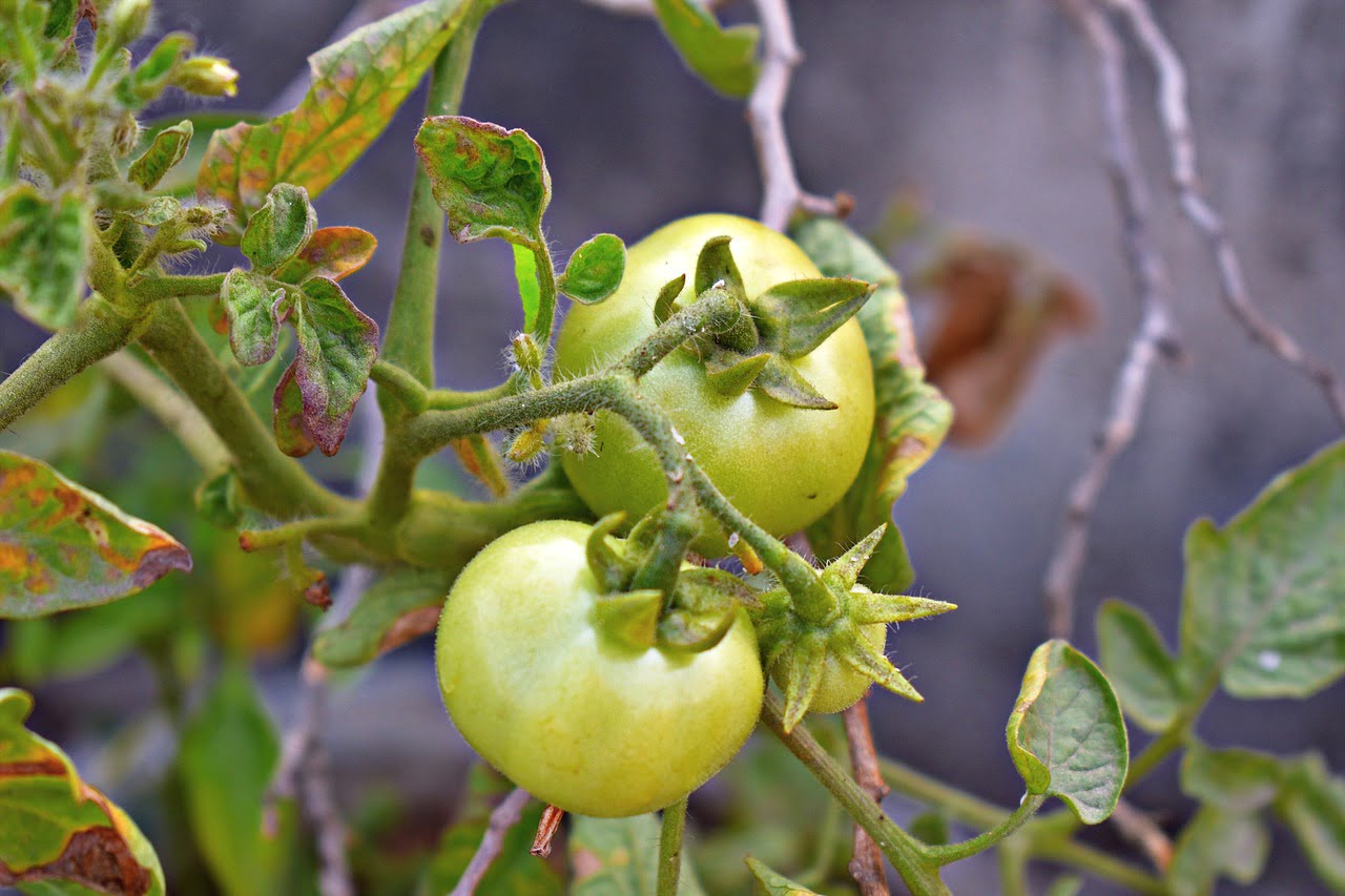 Calcium dans la plante