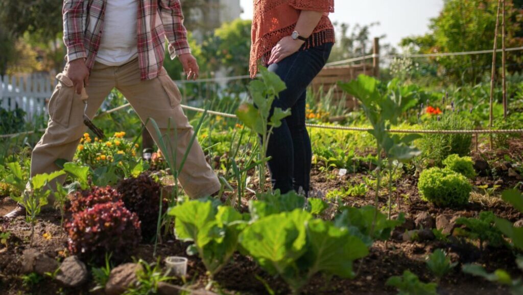 Potager en Novembre