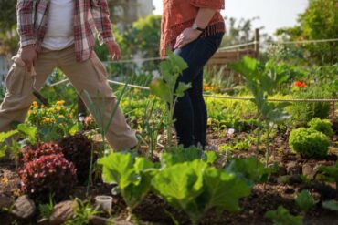 Calcium dans la plante : 2 importantes sources de calcium.