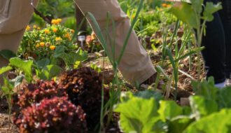 Potager en décembre