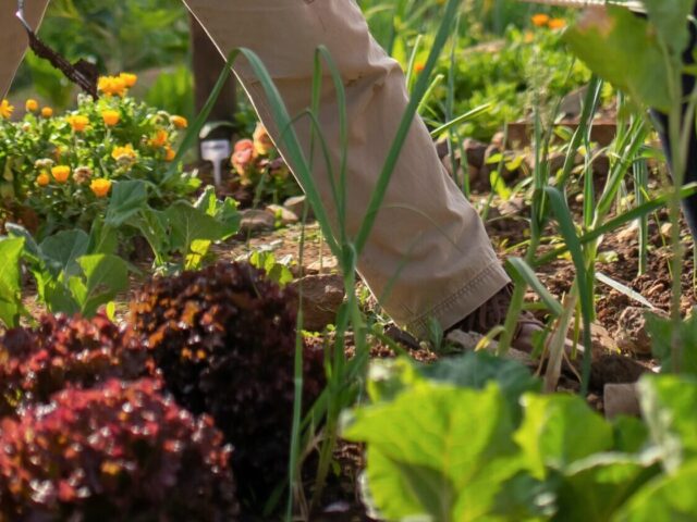 Potager en décembre