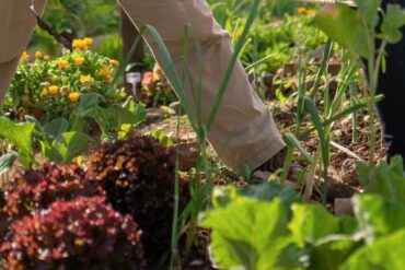 Plantes bio-indicatrices : 3 infos importantes à déduire !