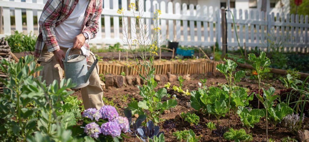 Potager en Juin
