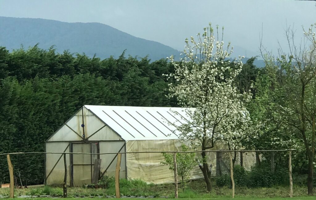 Potager en Août