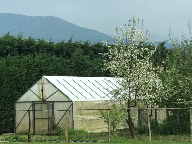 Potager en Août