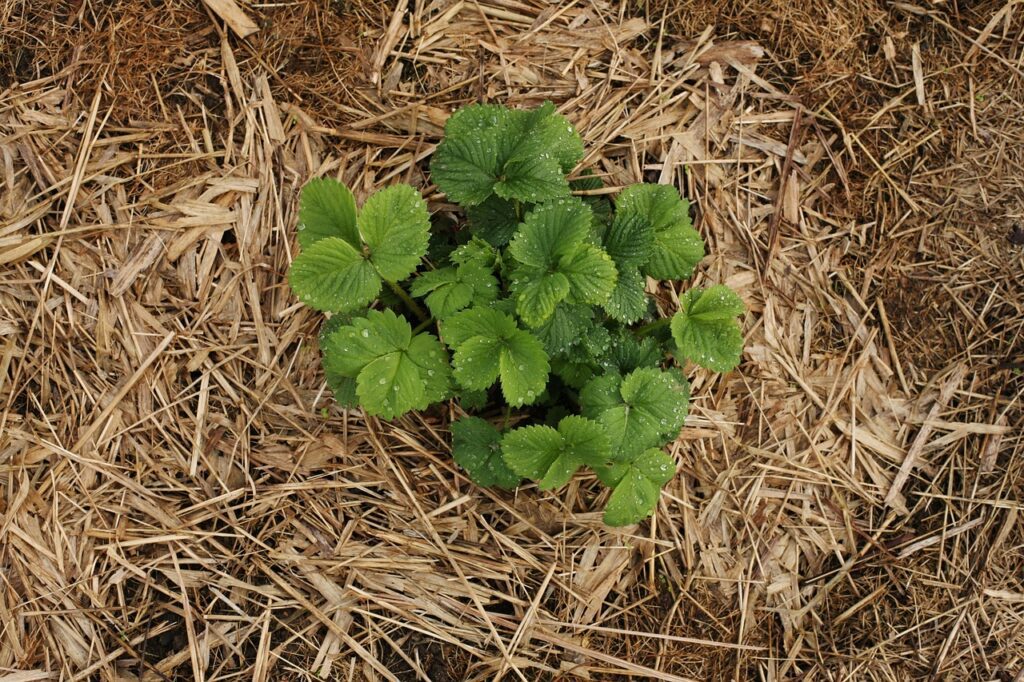 Préparer le jardin d'ornement à passer l'hiver