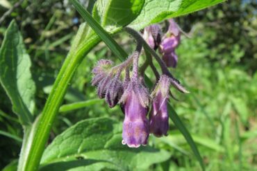 Cultures intercalaires : objectifs et 3 principaux types.