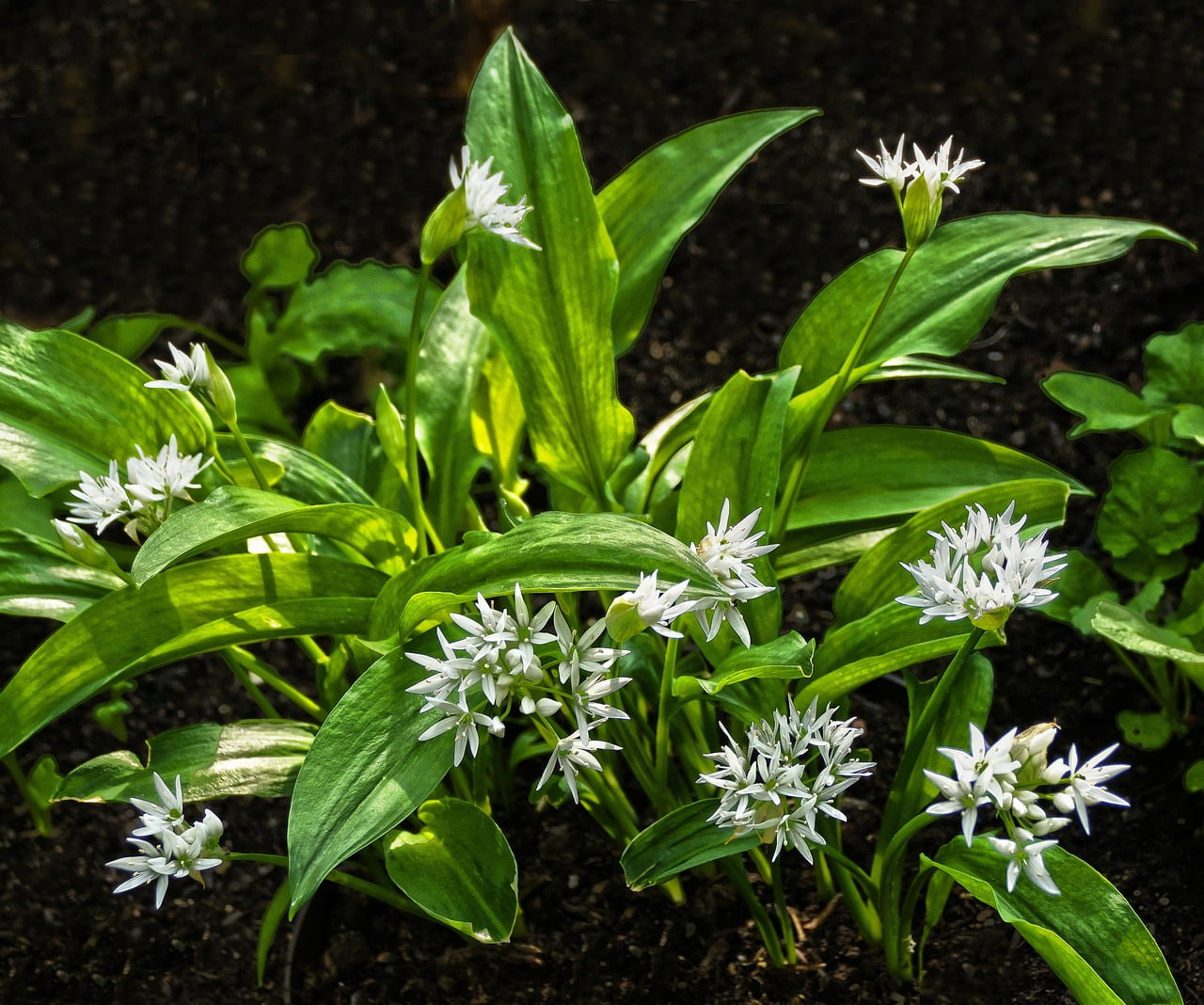 Espèces ornementales aromatiques et médicinales