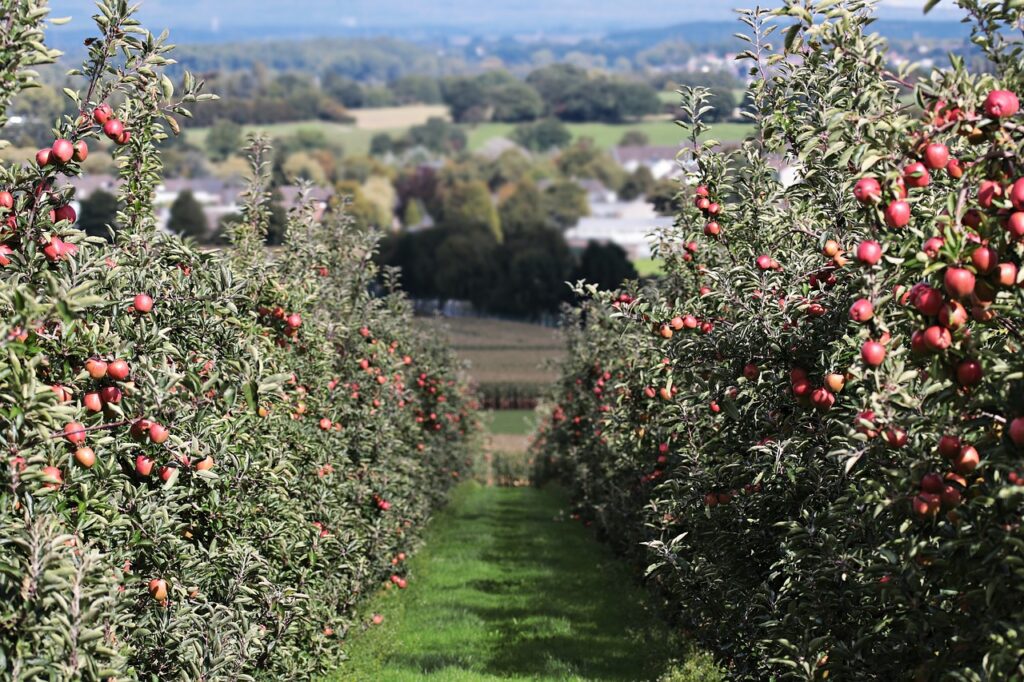 Alternance des arbres fruitiers