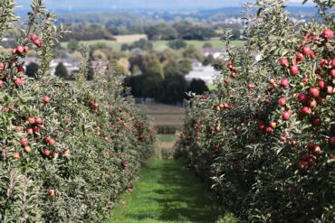 Conservation des fruits et légumes : 7 moyens essentiels.